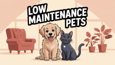 best low maintenance pets for small spaces and busy lifestyles